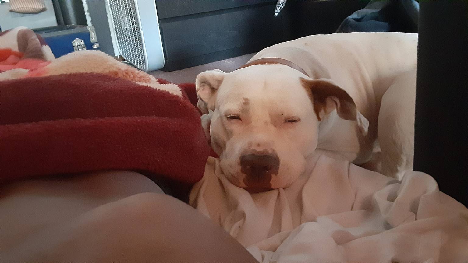 Dog socialization and play